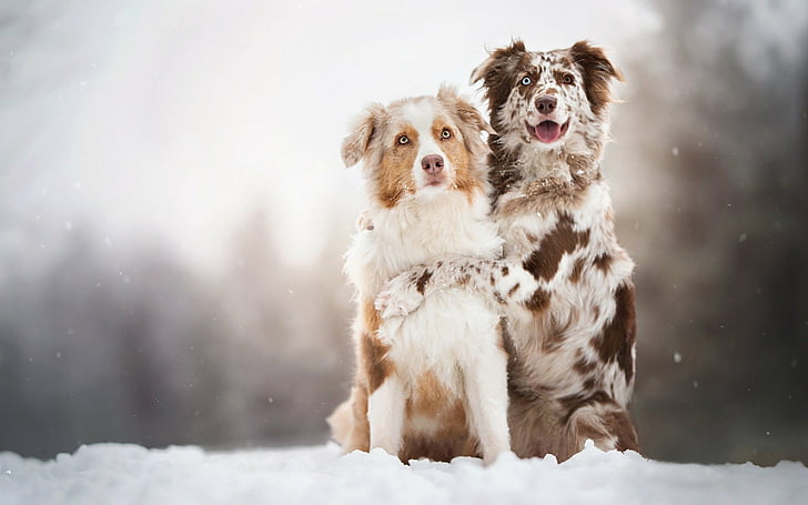 Dogs, Australian Shepherd, HD wallpaper