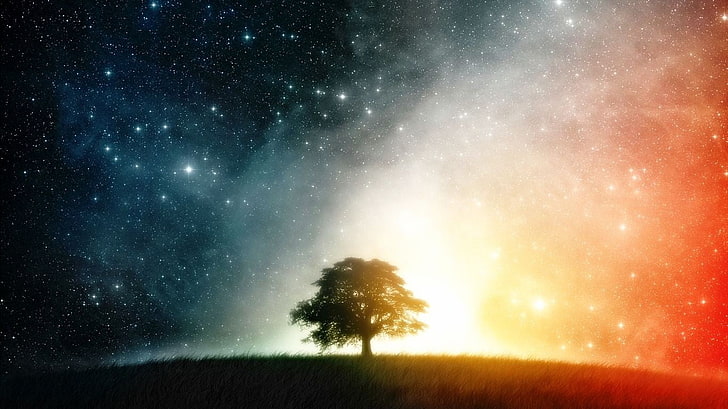 tree under starry sky wallpaper, nature, star - space, night