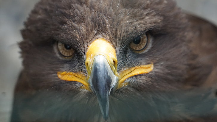 golden eagle, beak, bird of prey, eyes, close up, animal wildlife, HD wallpaper