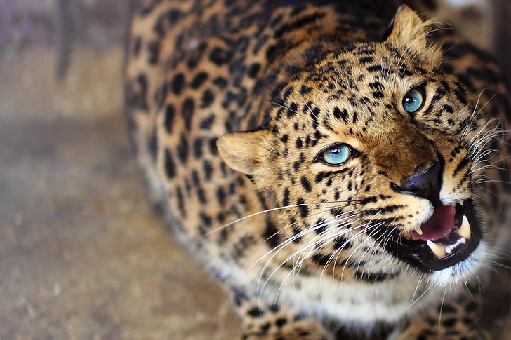 leopard, animals, blurred, blue eyes, roar, big cats, feline, HD wallpaper