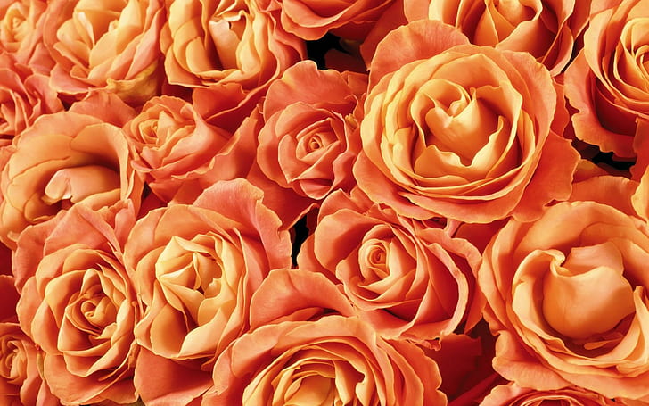 Orange Roses, wonderful, beautiful bouquet, magic, flowers, beauty