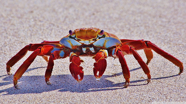 red and brown cra, crabs, animals, crustaceans, animal themes, HD wallpaper
