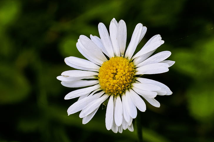 focus photography of white daisy flower during daytime, FUJIFILM X-T1