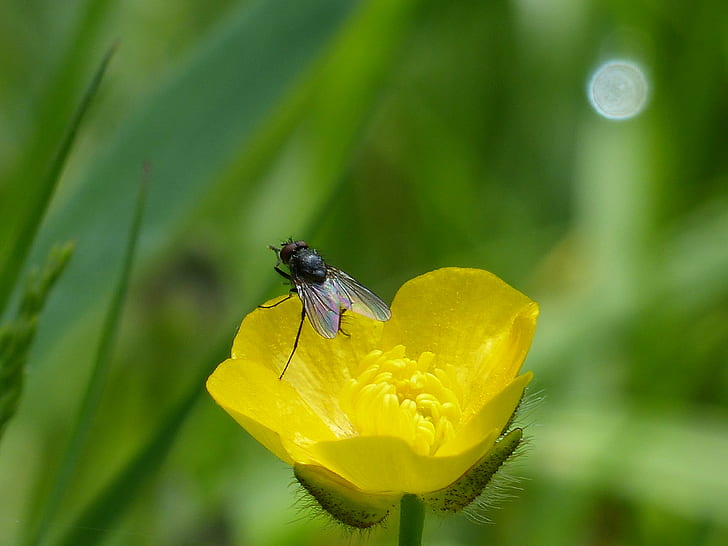Fly on yellow petaled flower, buttercup, buttercup, RSPB, Coombes Valley, HD wallpaper