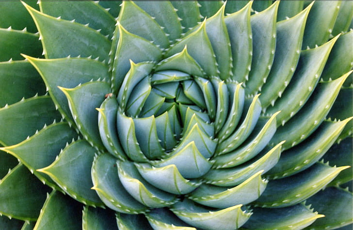 green succulent plant, aloe, pattern, fractal, ucberkeley, plants, HD wallpaper