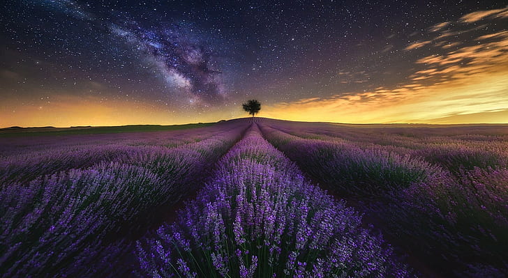 lavender, field, trees, clouds, starry night, photography, lights, HD wallpaper