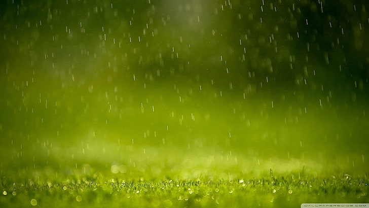 close-up photography of waters dropping on green grass field