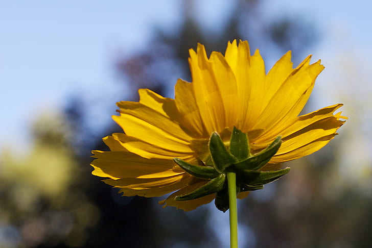 yellow Sunflower flower in bloom during daytime, Back Stage, View, HD wallpaper