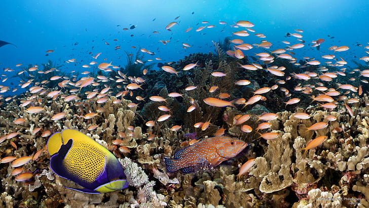 Tubbataha Reef, Philippines, Ocean Life, HD wallpaper