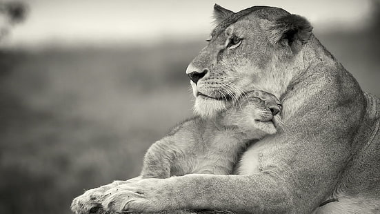 HD wallpaper: Mother's Love, lion, animal, animals | Wallpaper Flare