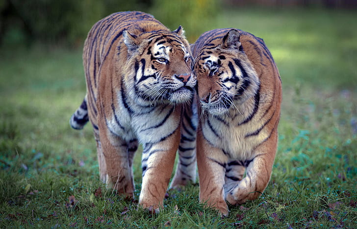 love, tiger, wild cats, a couple, tigers, tigress