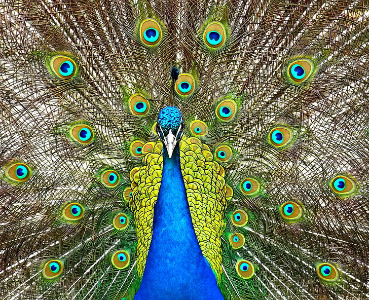 4K, Peacock, Blue peafowl