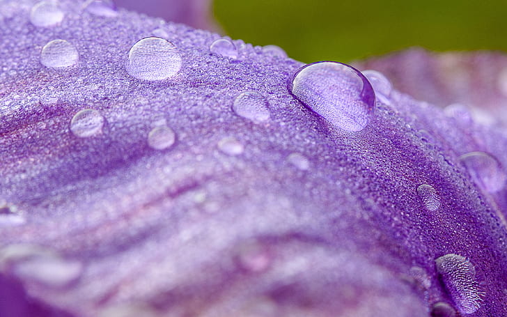 photography of raindrops on purple flower, Douce, rosée, droplets, HD wallpaper