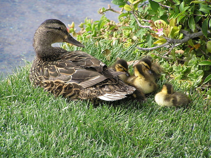 Ducks On The Vegas Strip, ducklings, cute, family, animals