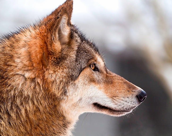 shallow focus on a brown and black wolf, profile, canine, canid, HD wallpaper