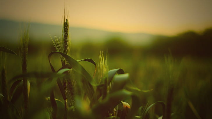 depth of field, grass, wheat, spikelets, HD wallpaper