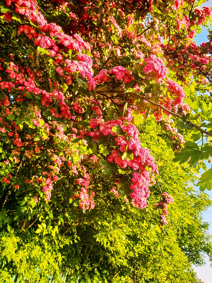 Pink flower, plant, growth, beauty in nature, tree, no people