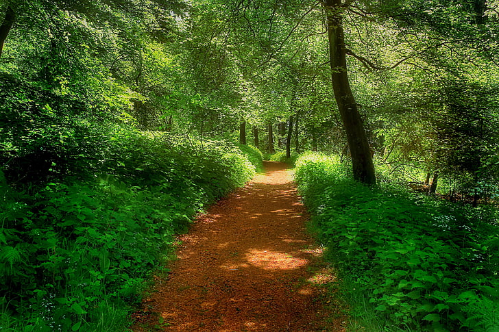 nature, forest, path, trees, plant, direction, the way forward, HD wallpaper