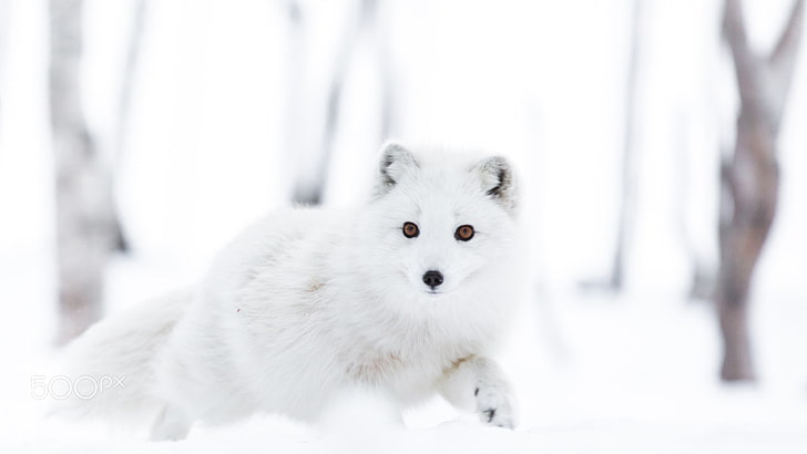 animals, arctic fox, snow, Cecilie Sønsteby, animal themes, HD wallpaper