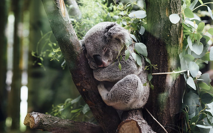 animals, koalas, tree, animal themes, one animal, plant, animals in the wild, HD wallpaper