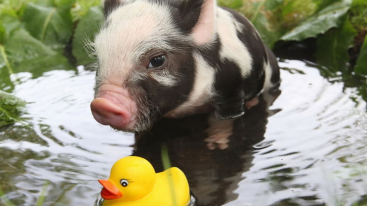 black and white piglet, rubber ducks, pigs, baby animals, water