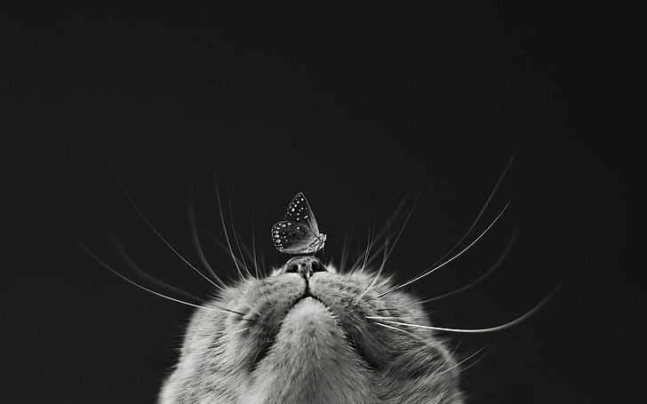 grayscale photography of butterfly on cat's nose, macro, muzzle