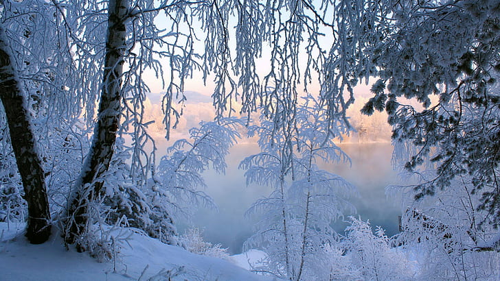 background winter scene 2560x1440, HD wallpaper