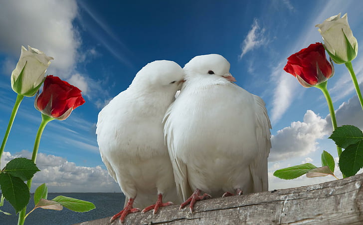 Love doves 1080P, 2K, 4K, 5K HD wallpapers free download | Wallpaper Flare