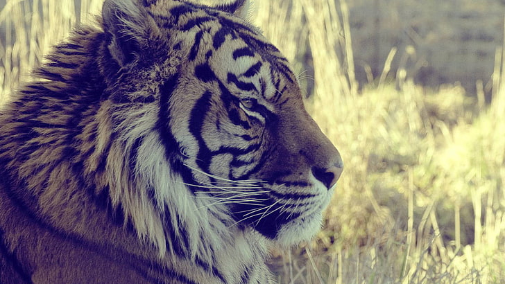 feline, tiger, big cat, animal, predator, mammal, wildlife, HD wallpaper