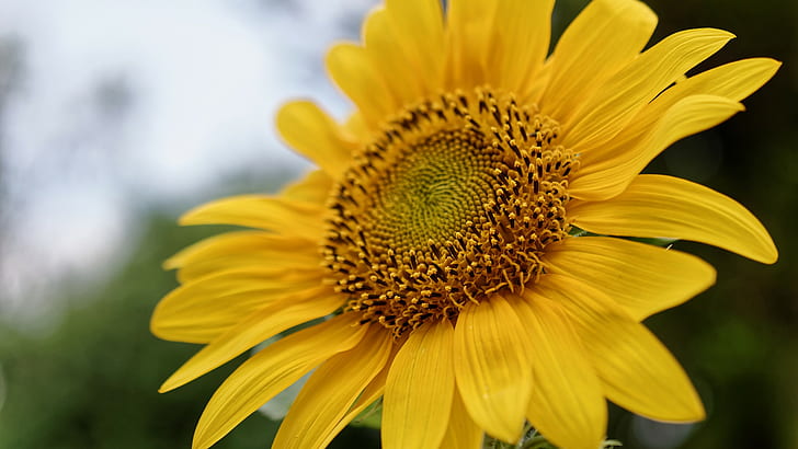 sunflowers, nature, plants, pollen, macro