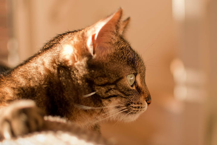 close up photo of brown tabby cat, cat, domestic Cat, pets, animal, HD wallpaper