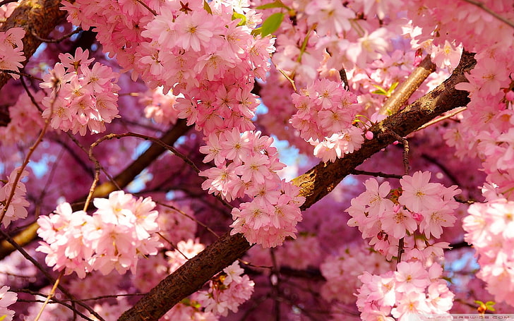 pink flowers, spring, nature, pink Color, tree, japan, springtime, HD wallpaper