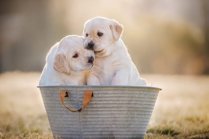 dogs, background, puppies, pair, puppy, white, kids, a couple