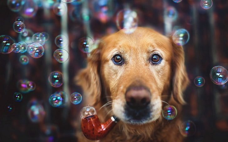adult dark golden retriever, dogs, funny, tube, bubbles, outdoors
