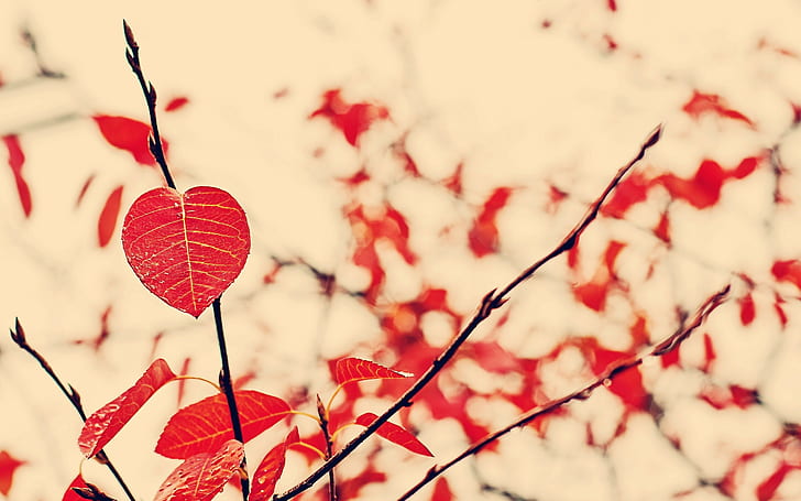 plants, nature, leaves, red leaves, branch