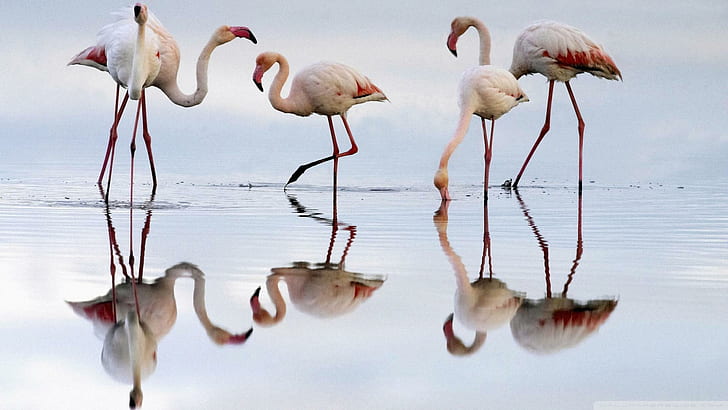 Greater Flamingos Funte Depiedra Lagoon Spain, reflection, beach, HD wallpaper