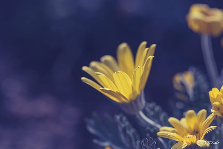 close-up photo of yellow petaled flowers, yellow  spring, nature