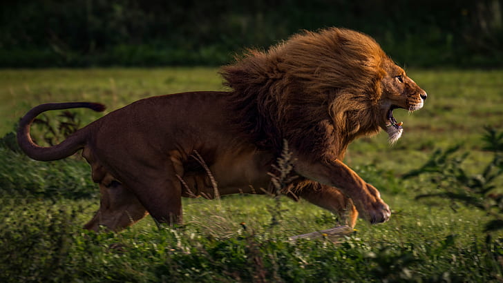 lion, animals, nature, big cats, roar, running, HD wallpaper