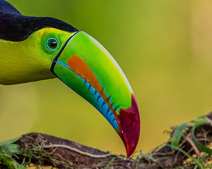 green, yellow, and red Toucan bird closeup photography, Bill  green