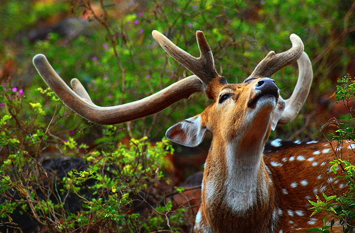 Spotted deer 1080P, 2K, 4K, 5K HD wallpapers free download | Wallpaper Flare