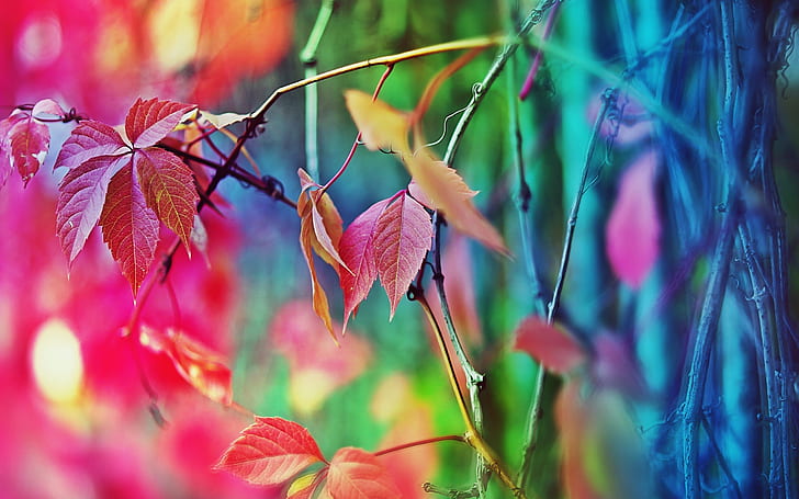 Autumn leaves fuzzy, HD wallpaper