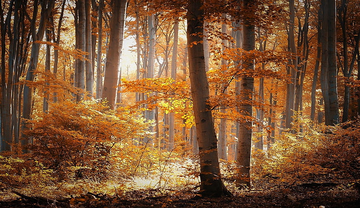 forest, nature, landscape, trees, fall, lights, autumn, plant, HD wallpaper
