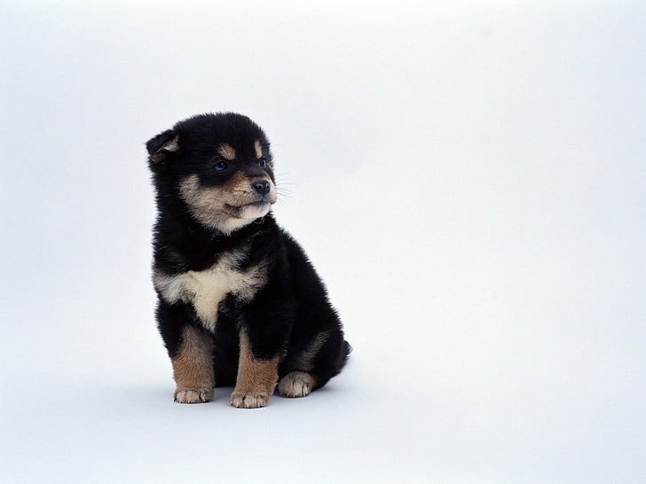 short-coat black and brown puppy, dog, animals, puppies, Shiba Inu