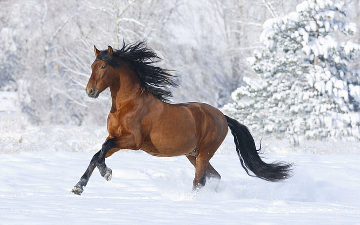 Horse Running In The Snowl, animal, animals