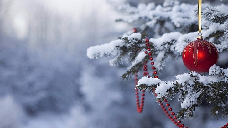 snow, christmas tree, snowy, winter, branch, freezing, frost, HD wallpaper