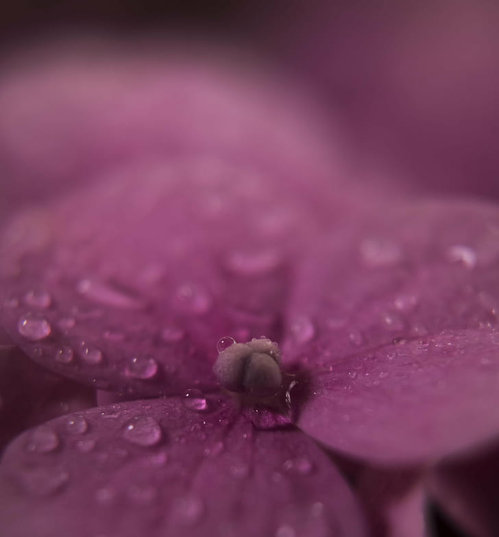 pink Hydrangea with dewdrops macro photogrphy, depth of field, HD wallpaper