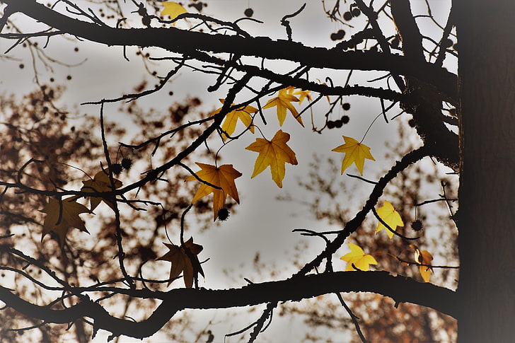 branch, trees, fall, leaves, plant, yellow, focus on foreground, HD wallpaper