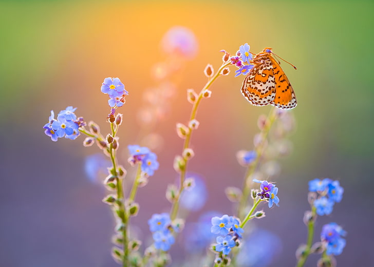 butterfly, insect, blue flowers, flowering plant, beauty in nature, HD wallpaper