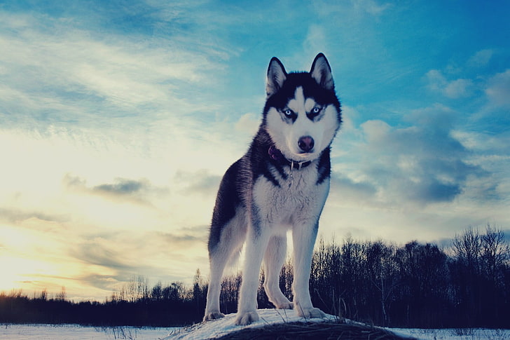 short-coated white and black dog, Siberian Husky , animals, one animal