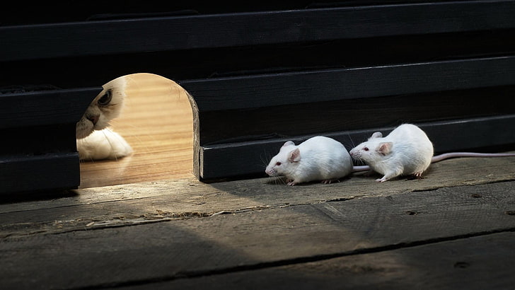 two white mice, animals, cat, waiting, wood, wooden surface, pet, HD wallpaper